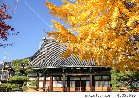 Fall of Honryu-ji Temple, yellow leaf of main ginkgo and main hall Fall of Honryu-ji Temple, yellow leaf of main ginkgo and main hall 46055680
