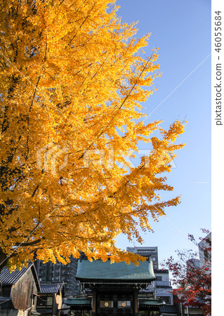 Honryu-ji寺廟,黃色葉子和山門的秋天 Honryu-ji寺廟,黃色葉子和山門的秋天 46055684