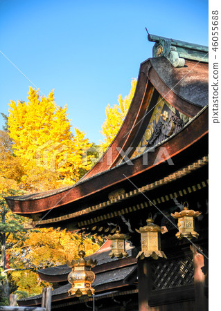 Kitano Tenmangu Shrine Fall, Gongen-made main hall, hanging lanterns and ginkgo 46055688