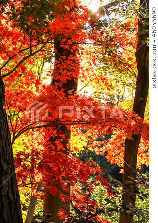 Autumn of Kitano Tenman-gu Shrine Autumn of Kitano Tenman-gu Shrine 46055690