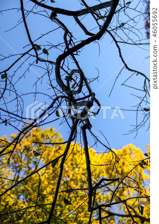 Kitano Tenmangu Shrine in the autumn, in the autumn sky of the Dodo branch like a stroke of a drawing Kitano Tenmangu Shrine in the autumn, in the autumn sky of the Dodo branch like a stroke of a drawing 46055692