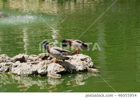 Park in the Andalusia Sevilla in Spain 46055954