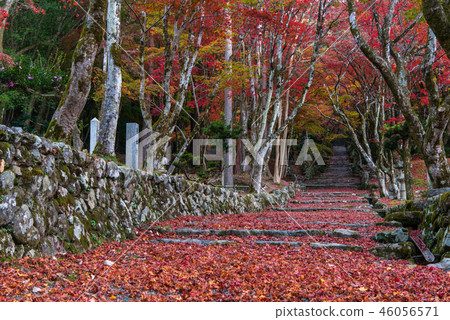 Chicken foot temple Autumn leaves Chicken foot temple Autumn leaves 46056571