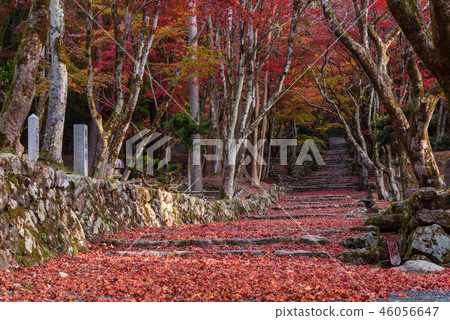 Chicken foot temple Autumn leaves Chicken foot temple Autumn leaves 46056647