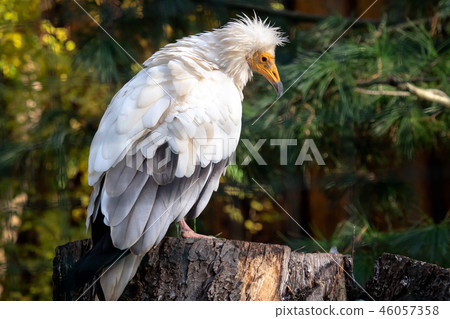 View of a egyptian vulture  46057358