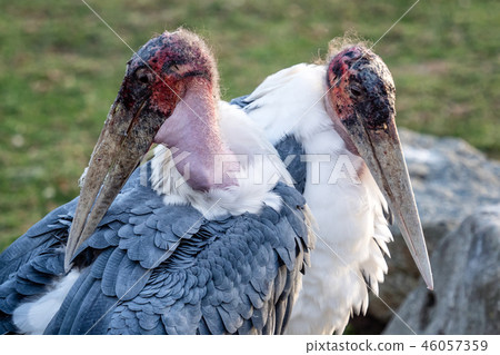 Marabou Stork (Leptoptilos crumeniferus) 46057359