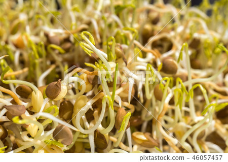 sprouted lentil seeds isolated sprouted lentil seeds isolated 46057457
