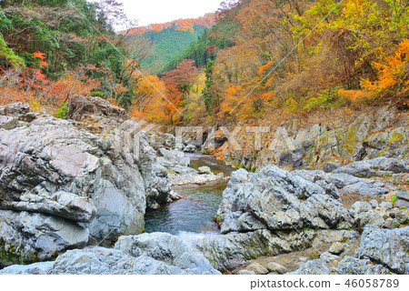 Autumn leaves in Akikawa Valley, Tokyo Autumn leaves in Akikawa Valley, Tokyo 46058789