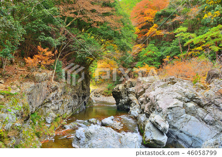 Autumn leaves in Akikawa Valley, Tokyo Autumn leaves in Akikawa Valley, Tokyo 46058799