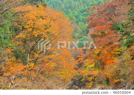 Autumn leaves in Akikawa Valley, Tokyo 46058804