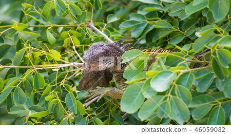 Green Iguana  (Iguana iguana) sleeps in a tree. 46059082