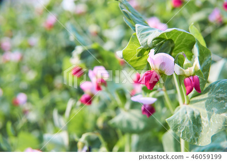 Pea flowering 46059199