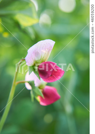 Pea flowers Pea flowers 46059200