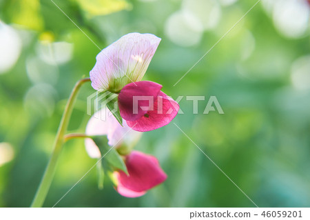 Pea flower Silk pod flower 46059201