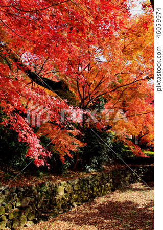 秋天秋天月亮風景在Akizuki城堡附近廢墟弄髒了在秋葉的紅色 秋天秋天月亮風景在Akizuki城堡附近廢墟弄髒了在秋葉的紅色 46059974