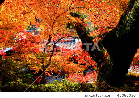 Autumn Fall Moon Landscape around the ruins of Akizuki Castle stained red in autumn leaves Autumn Fall Moon Landscape around the ruins of Akizuki Castle stained red in autumn leaves 46060056