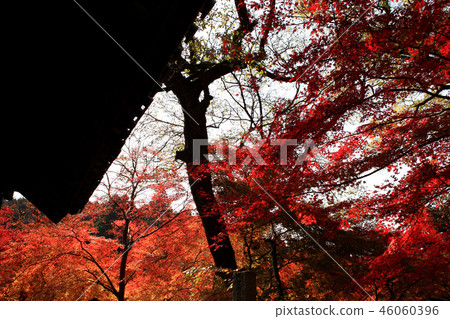 Autumn Fall Moon Landscape around the ruins of Akizuki Castle stained red in autumn leaves Autumn Fall Moon Landscape around the ruins of Akizuki Castle stained red in autumn leaves 46060396