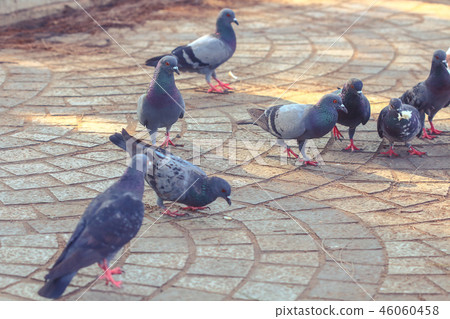 Pigeons in the Park Pigeons in the Park 46060458