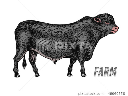 Farm cattle bull or cow. natural milk and meat. Different breeds of Farm domestic animal. Engraved 46060558