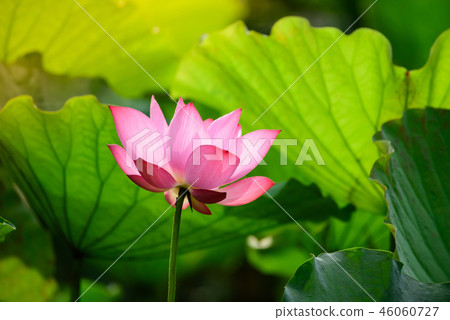 Lotus pink color Blossoming in the lotus pond. 46060727
