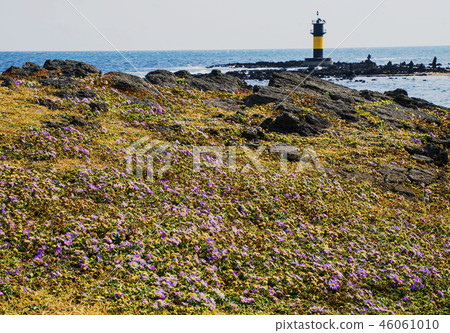 Purple-light Coast of the Udo Island in Jeju Island and the Seaside Lighthouse 46061010