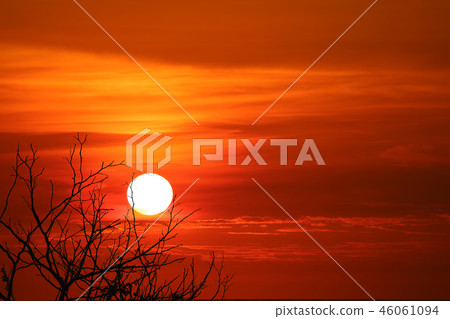 sun falls on surface sea and shadows the branches 46061094