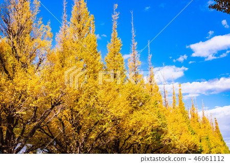 Jingu Gaien Ginkgo lined tree Yellow leaf 46061112