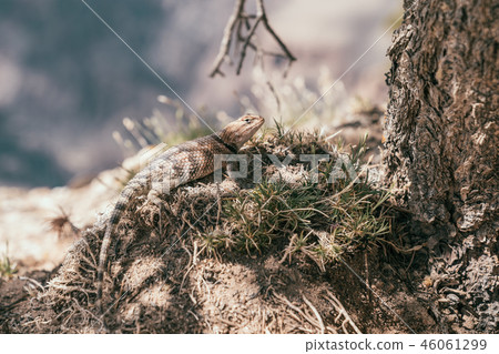 cute lizard climbing under the tree 46061299