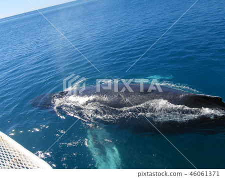 Whale watching Whale watching 46061371