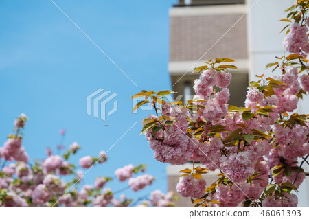 a branch of a cherry in spring. a branch of a cherry in spring. 46061393