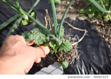 Weeding onion field 46061425