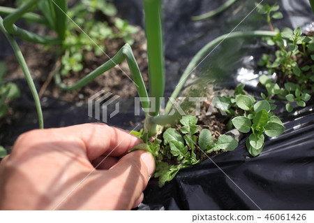 除草洋蔥田 46061426