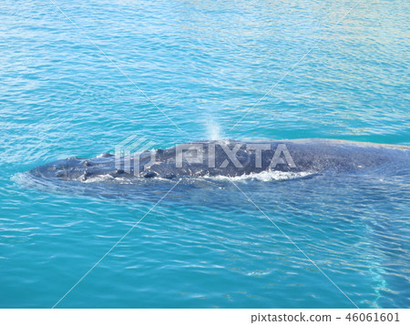 Hawaii Whale Watching Hawaii Whale Watching 46061601