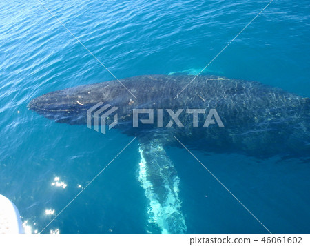 Hawaii Whale Watching Hawaii Whale Watching 46061602