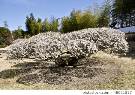 仙台愛子的梅花園白梅花 46061857