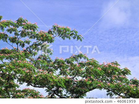 日本柏樹-32702 46061959