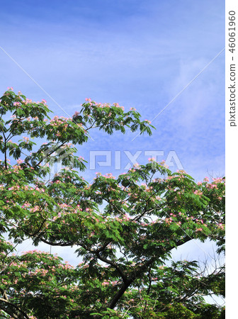 日本柏 -  32703 46061960