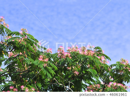 日本柏 -  32705 46061961