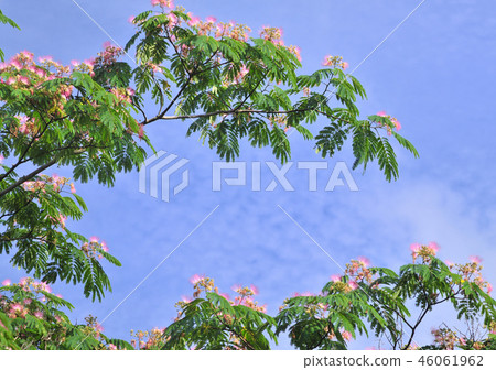 紅橡-32707 46061962