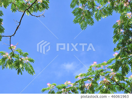 紅柏 -  32709 46061963