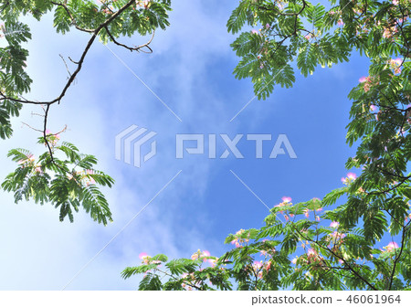 日本柏 -  32710 46061964