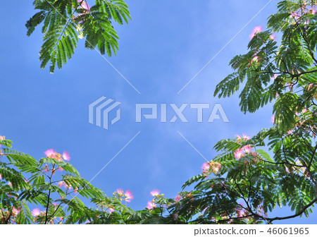 日本柏 -  32711 46061965