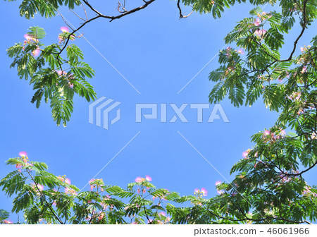 日本柏 -  32712 46061966