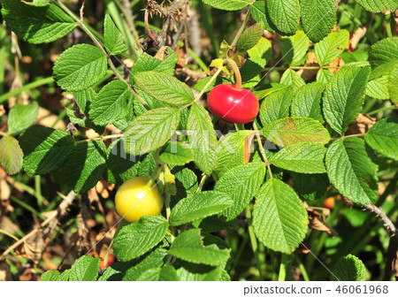Hamanas fruit-32714 46061968