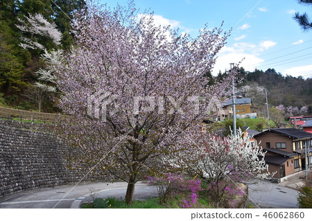 Takayama, Gifu Prefecture, Japan During the Spring Takayama Festival Takayama City seen from Shiroyama Park Cherry blossoms and houses in full bloom Takayama, Gifu Prefecture, Japan During the Spring Takayama Festival Takayama City seen from Shiroyama Park Cherry blossoms and houses in full bloom 46062860