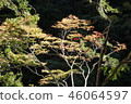 Autumn leaves we met in the valley 46064597