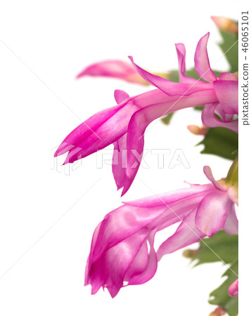 丹麥仙人掌 46065101