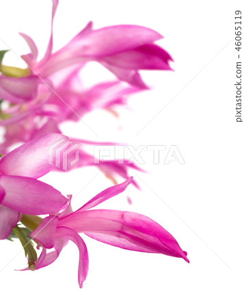 Danmark Cactus Danmark Cactus 46065119