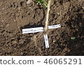 Spread of pepper root 46065291
