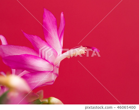 Danmark Cactus Danmark Cactus 46065400
